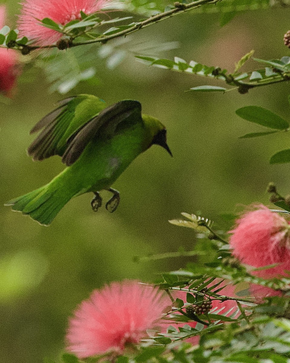 Golden-fronted Leafbird - ML646367895