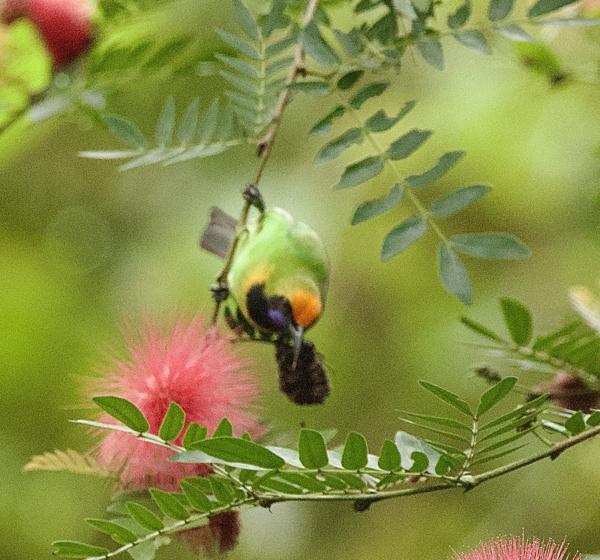 Golden-fronted Leafbird - ML646367896