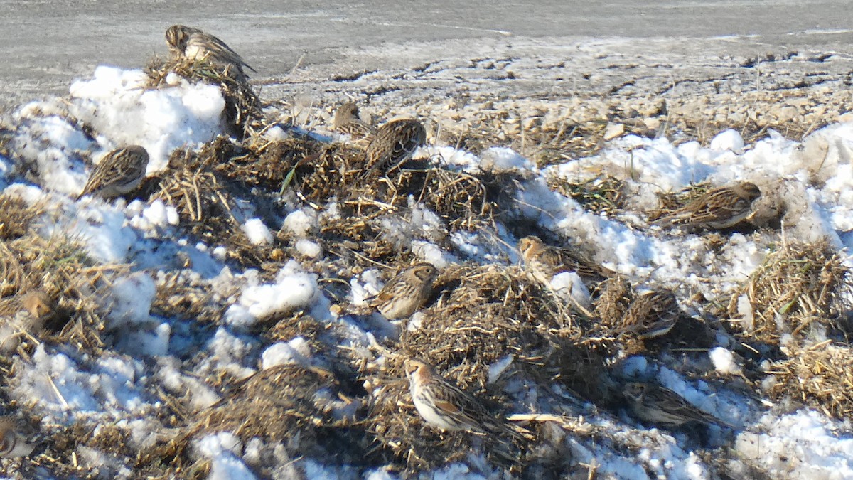 Lapland Longspur - ML646367900