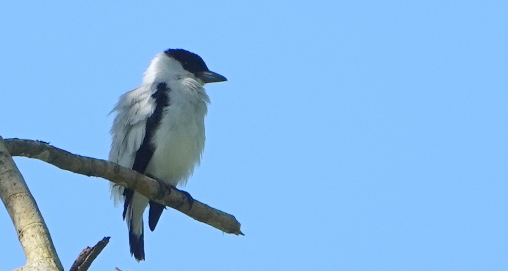 Black-crowned Tityra - ML646367901