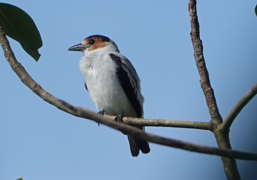 Black-crowned Tityra - ML646367902