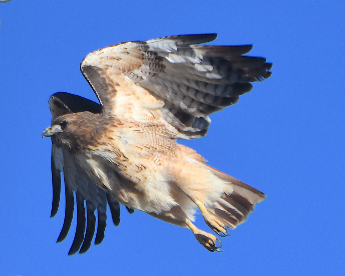 Red-tailed Hawk - ML646367903