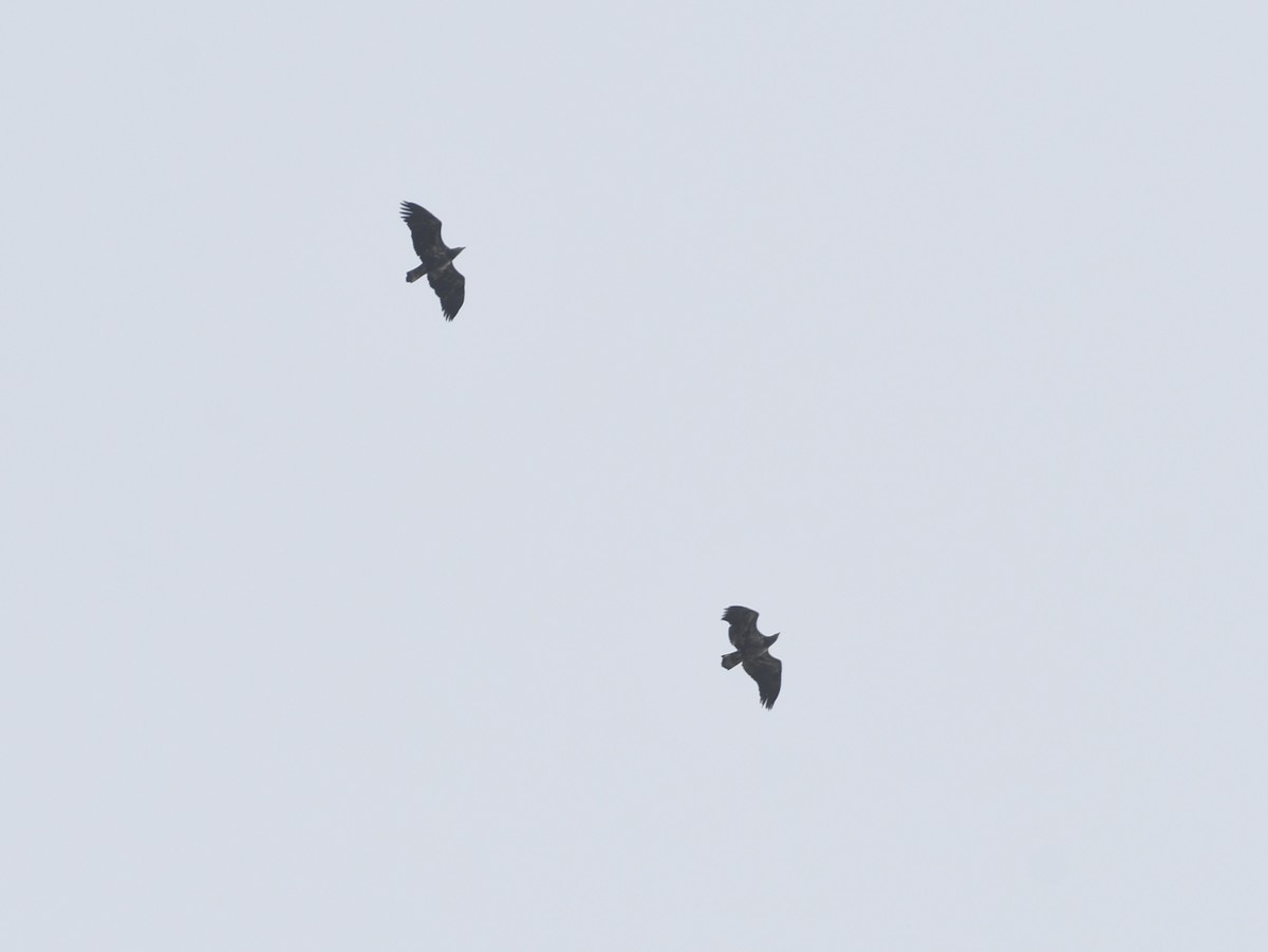 Bald Eagle - ML646367908