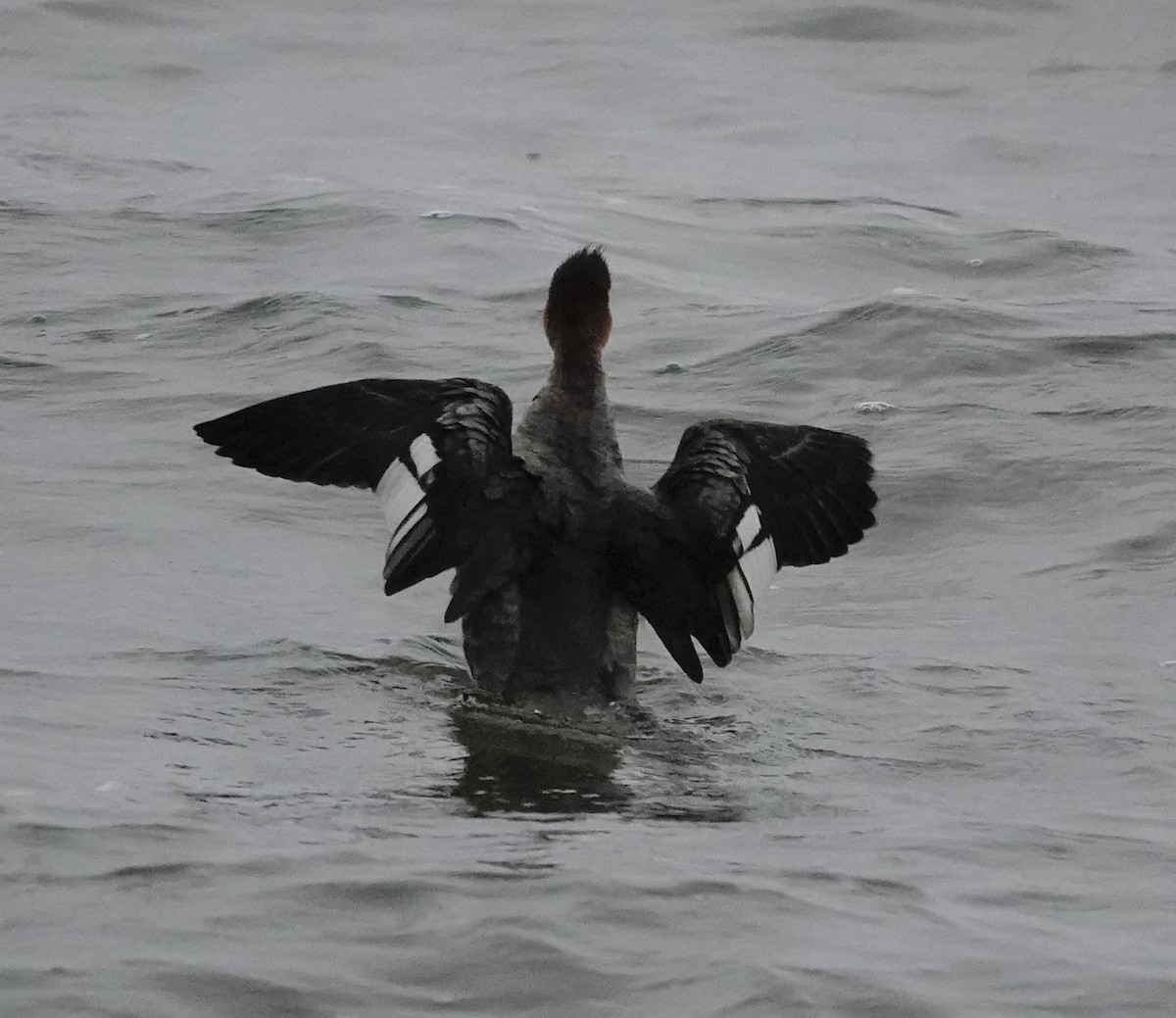Red-breasted Merganser - ML646367909