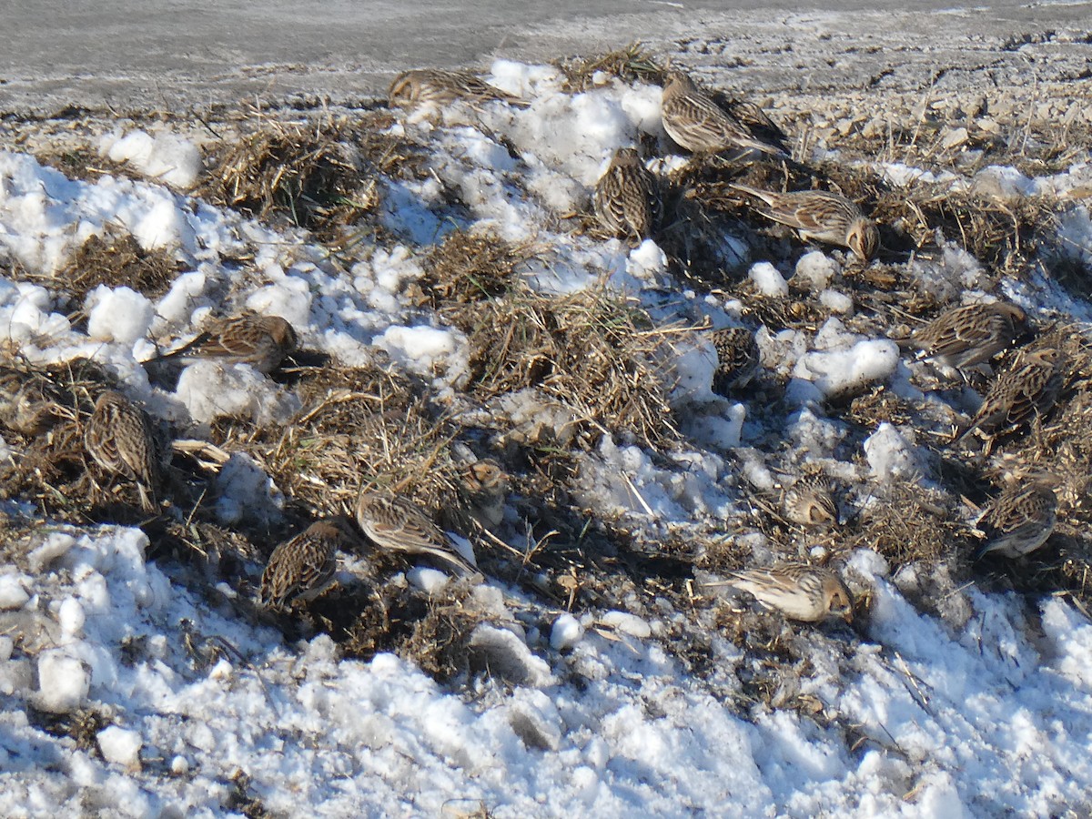 Lapland Longspur - ML646367911