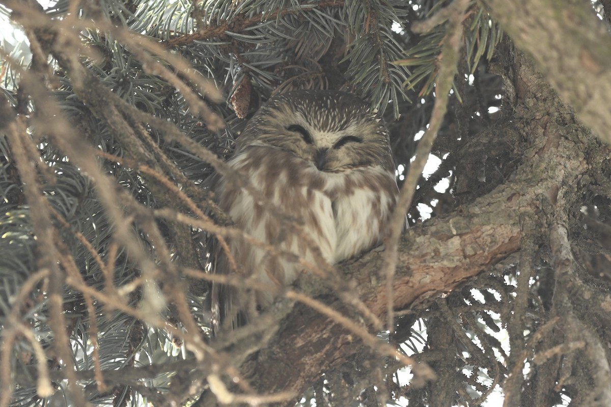 Northern Saw-whet Owl - ML646367912