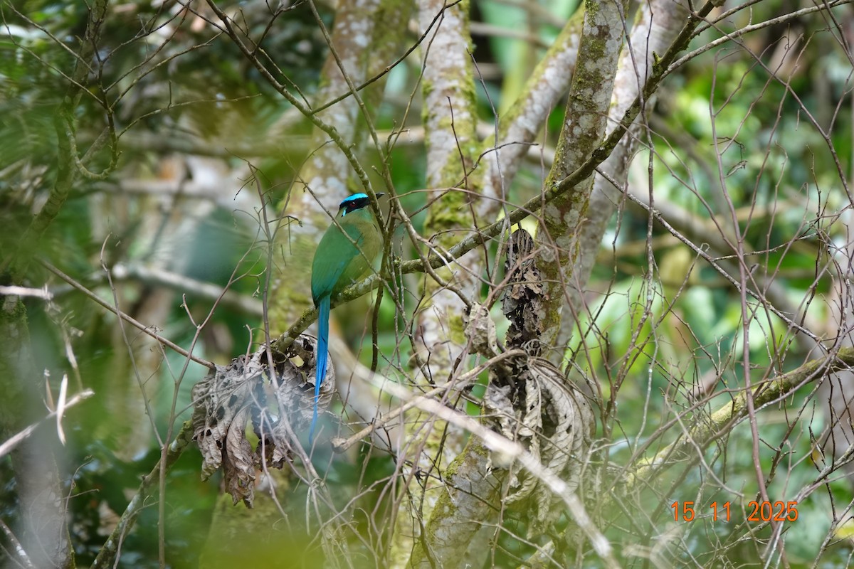 Andean Motmot - ML646367913