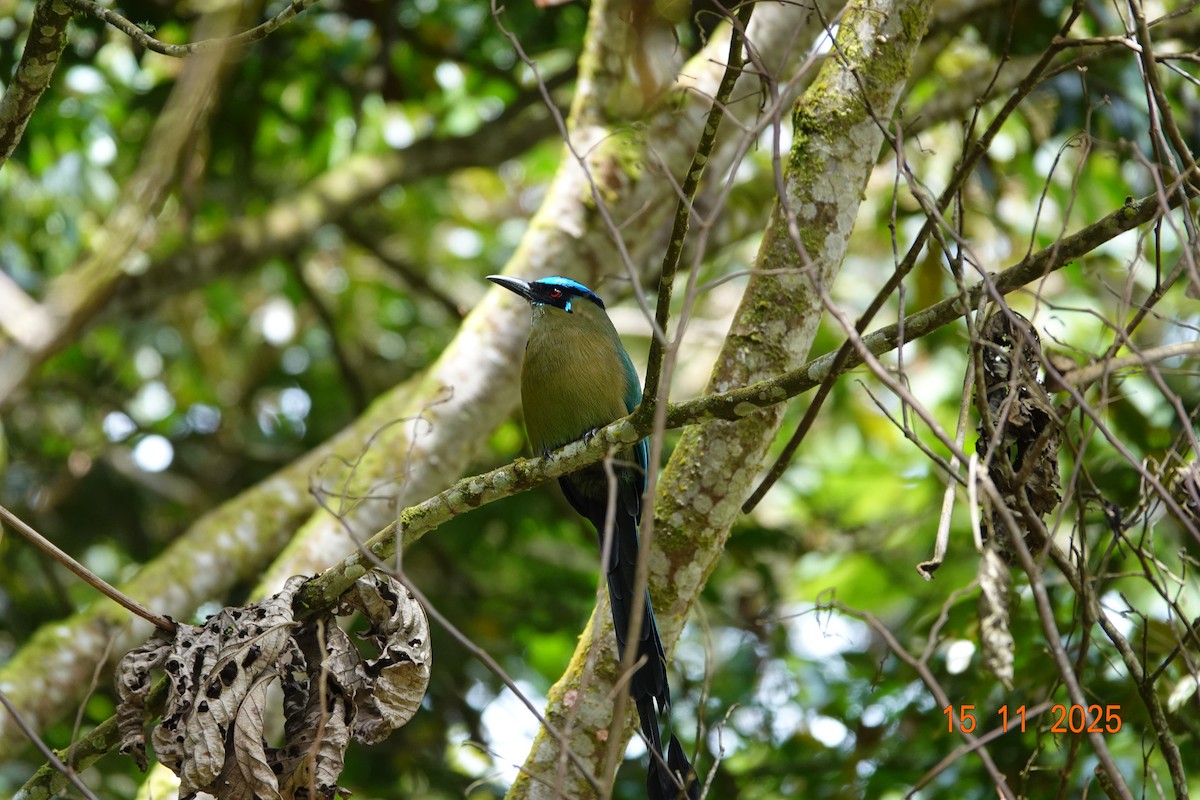 Andean Motmot - ML646367916