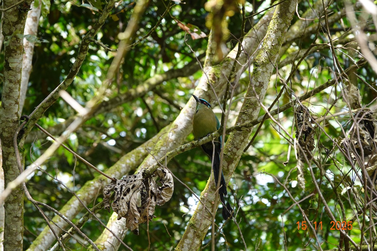 Andean Motmot - ML646367917