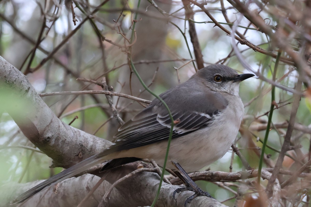 Northern Mockingbird - ML646367919