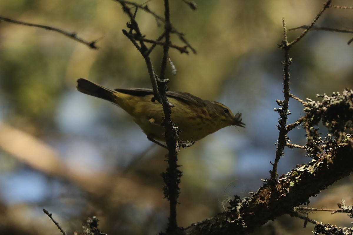 Palm Warbler - ML646367920