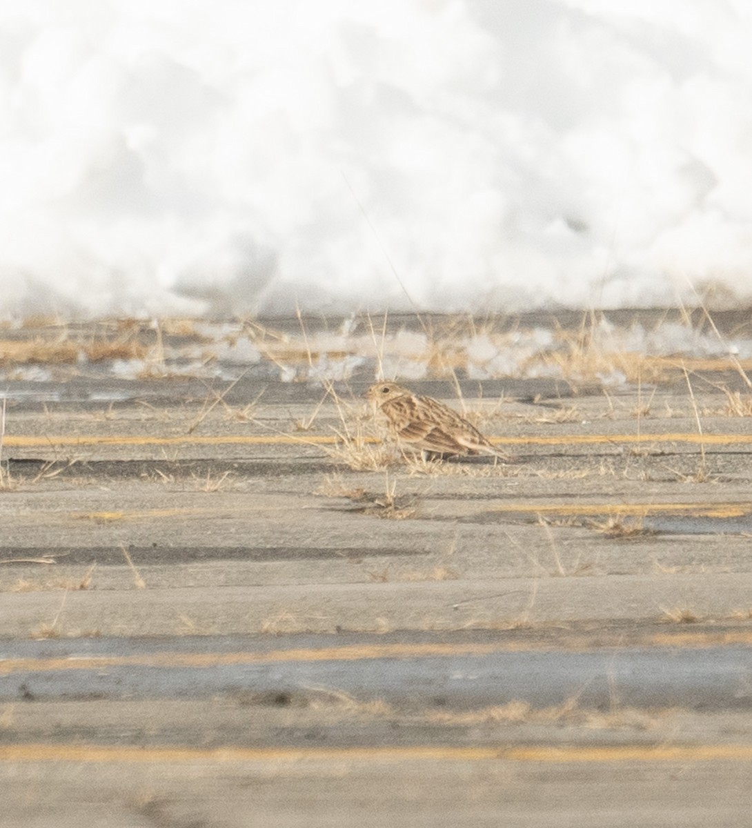 Chestnut-collared Longspur - ML646367921