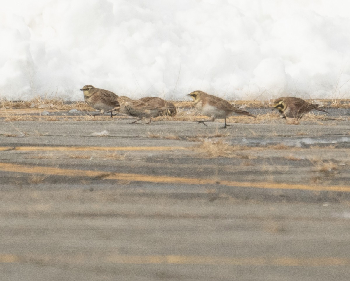 Chestnut-collared Longspur - ML646367922