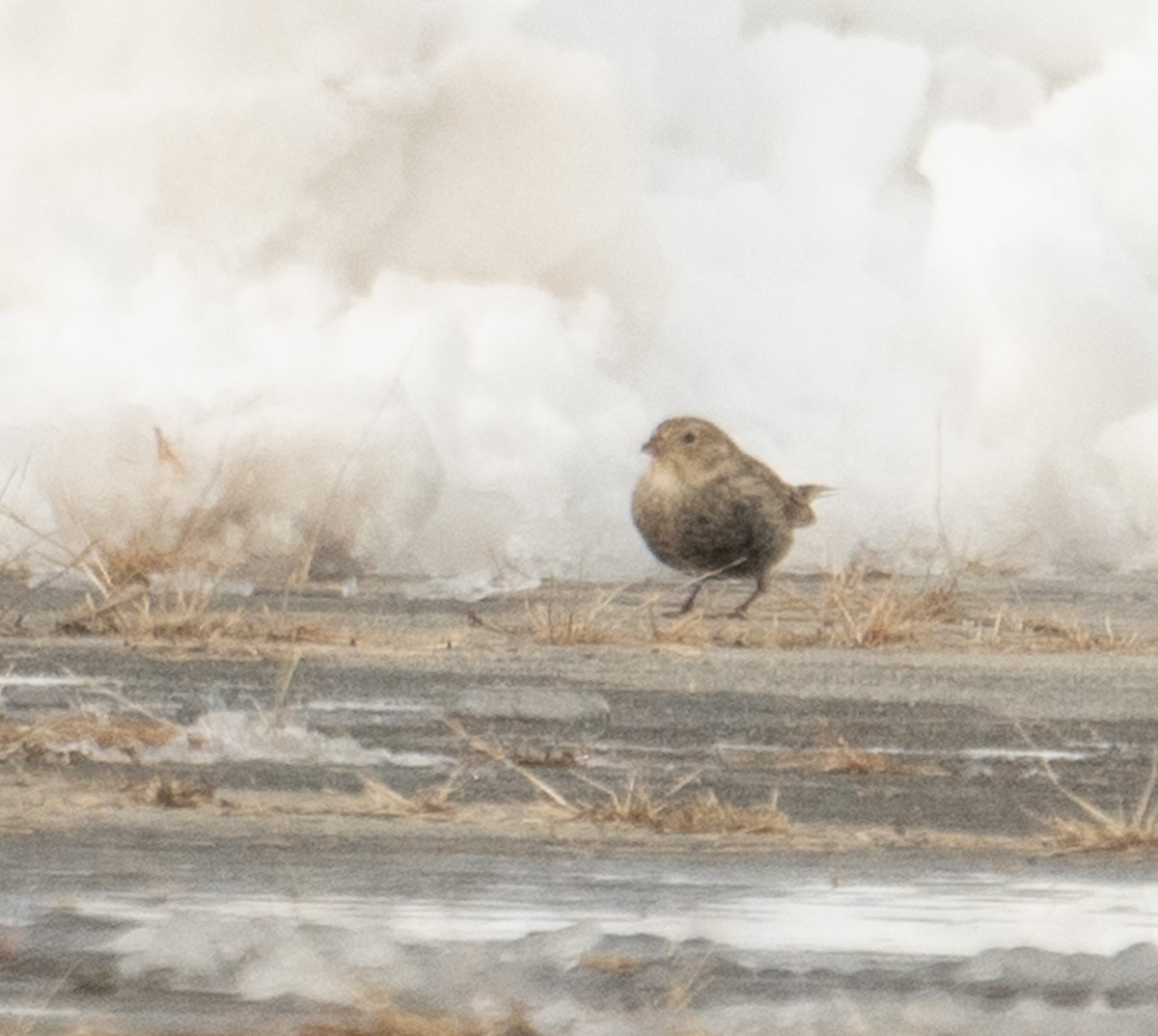 Chestnut-collared Longspur - ML646367923