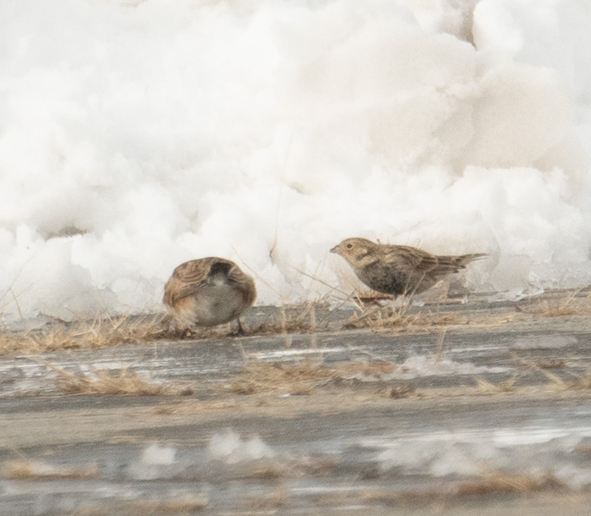 Chestnut-collared Longspur - ML646367924