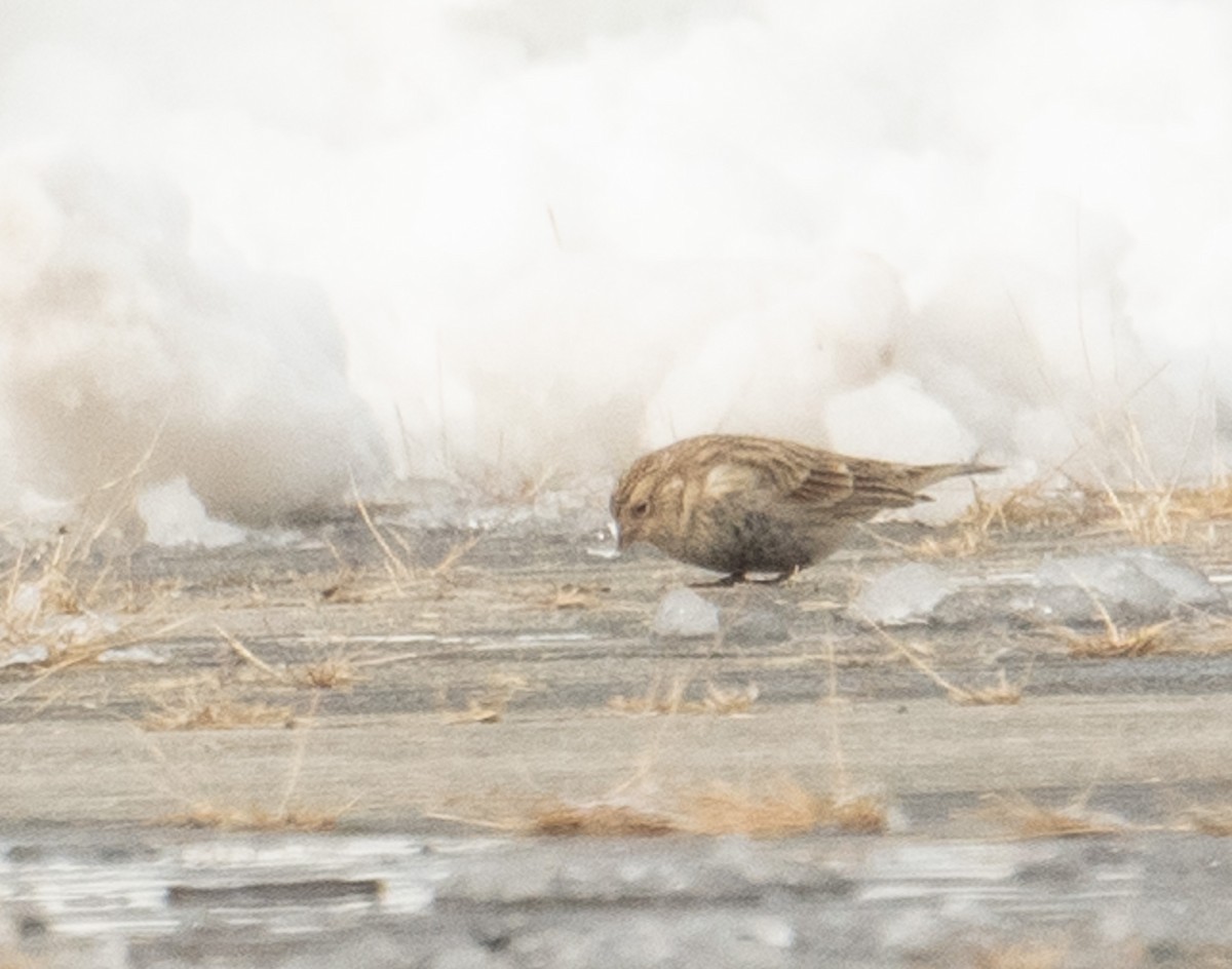 Chestnut-collared Longspur - ML646367925