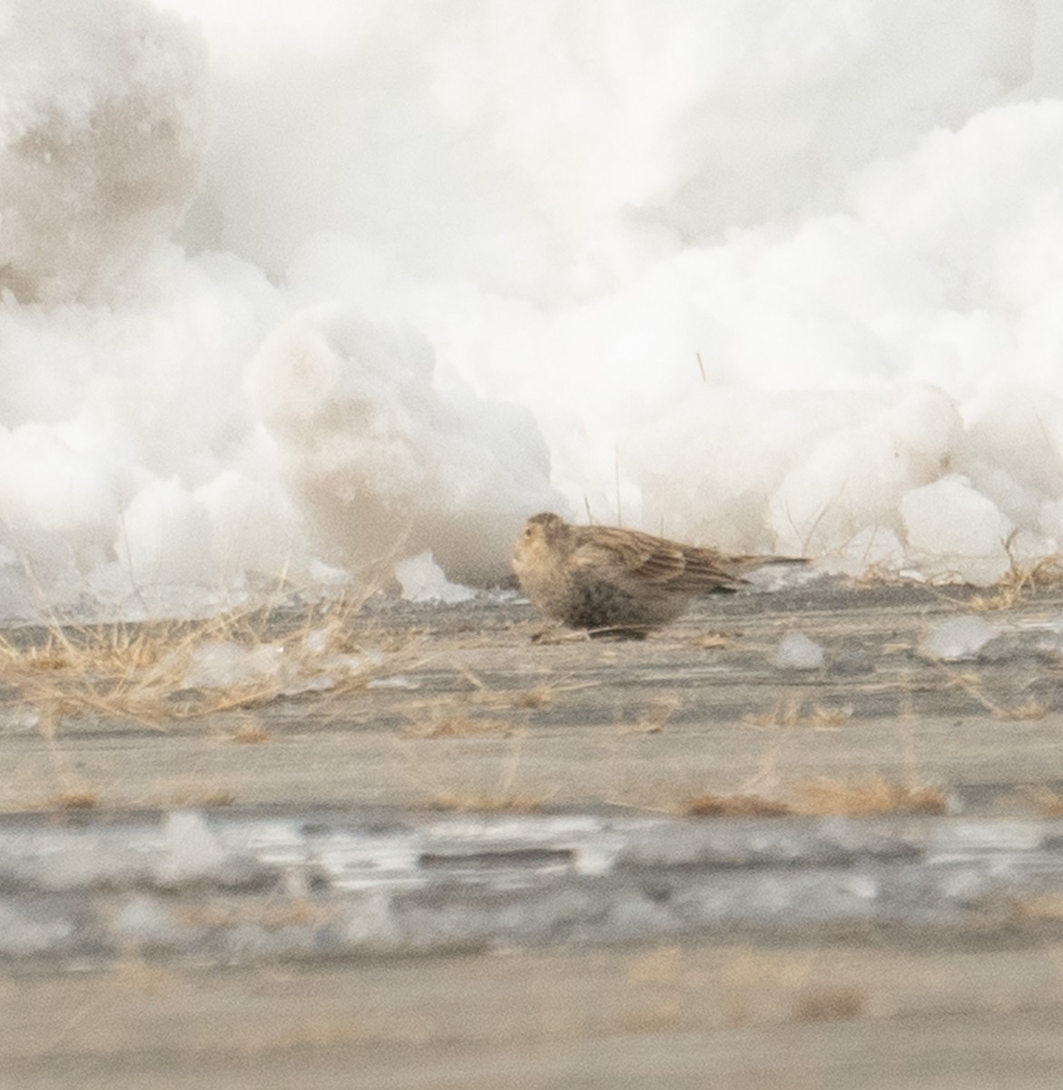 Chestnut-collared Longspur - ML646367926
