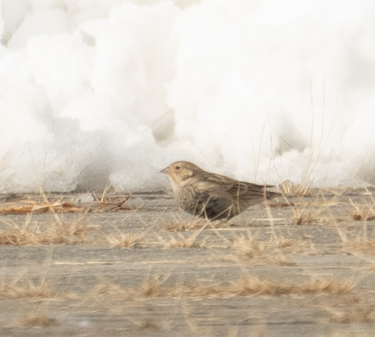 Chestnut-collared Longspur - ML646367927