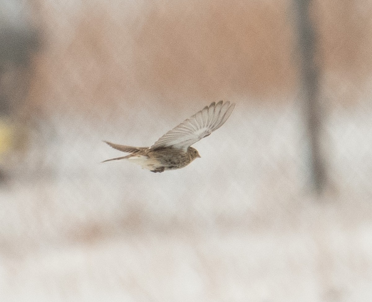 Chestnut-collared Longspur - ML646367928