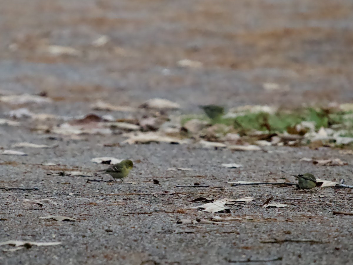 Pine Warbler - ML646367929