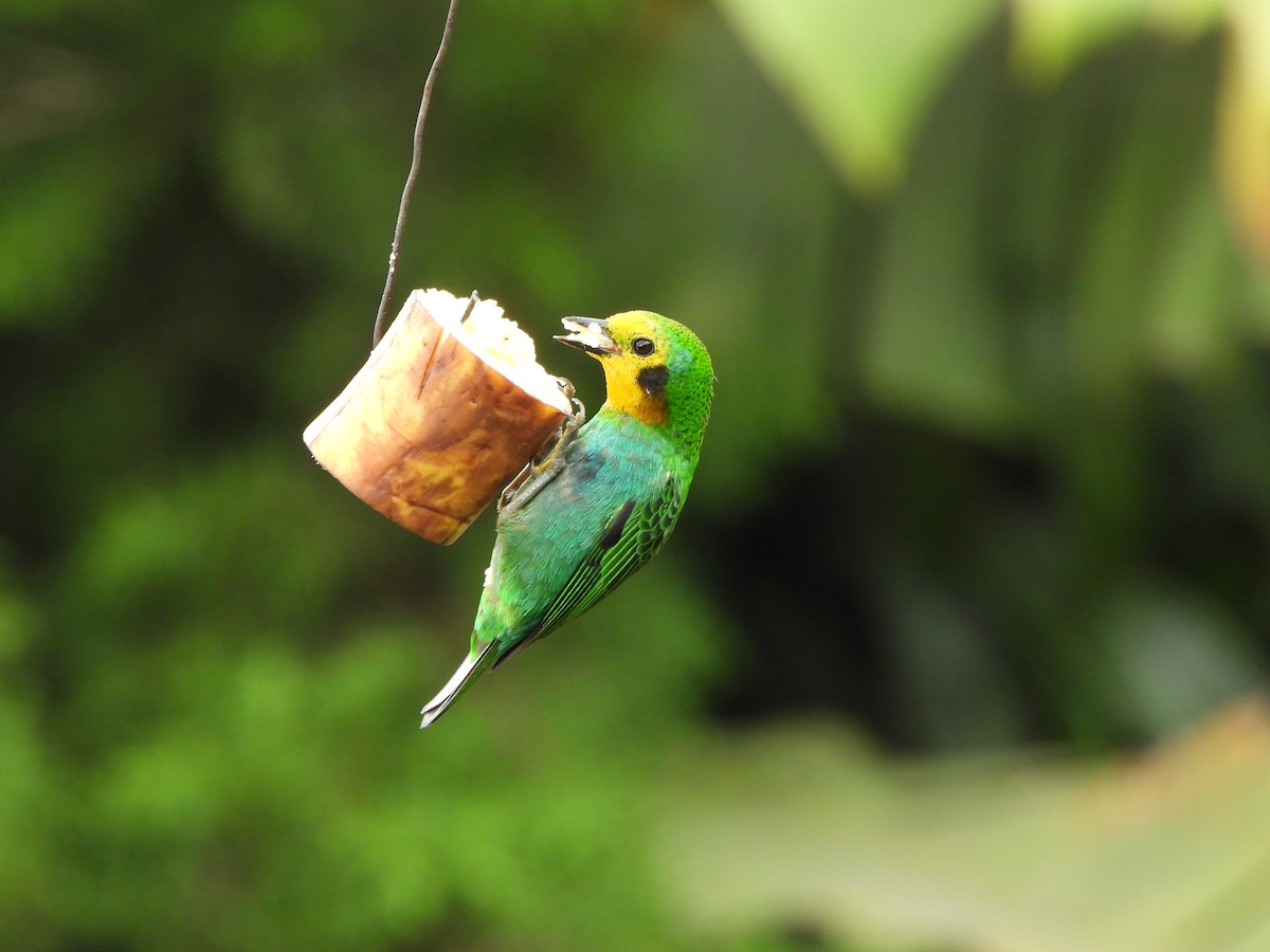 Multicolored Tanager - ML646367931