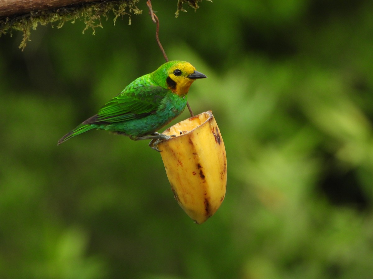 Multicolored Tanager - ML646367932