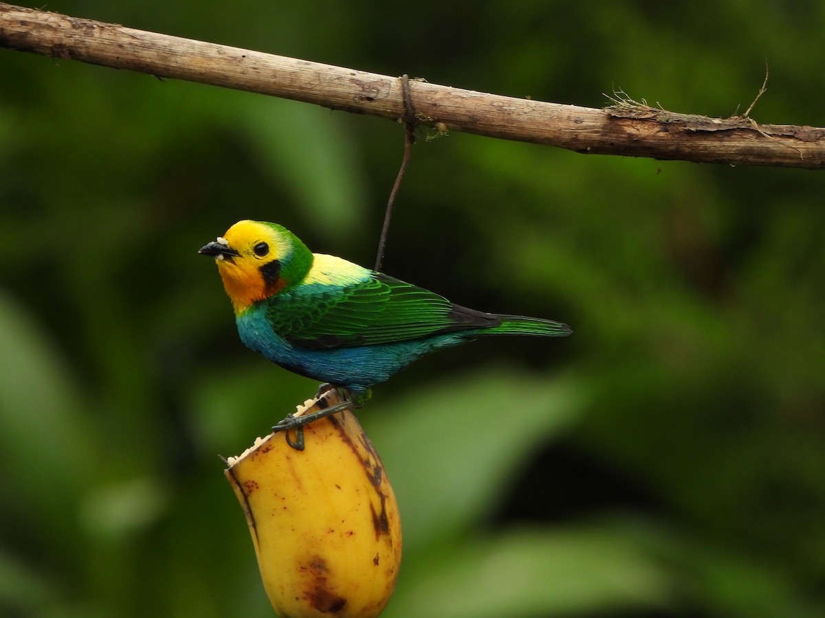 Multicolored Tanager - ML646367933