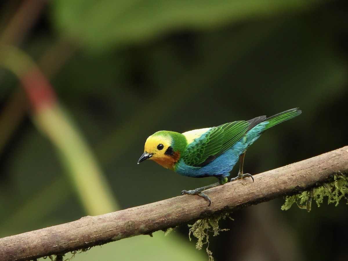 Multicolored Tanager - ML646367934