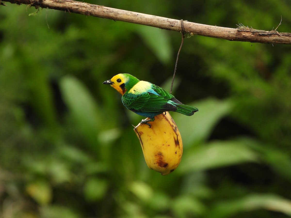 Multicolored Tanager - ML646367935