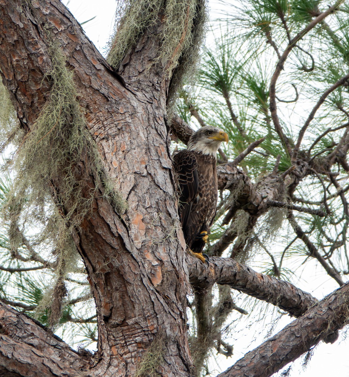 Bald Eagle - ML646367936