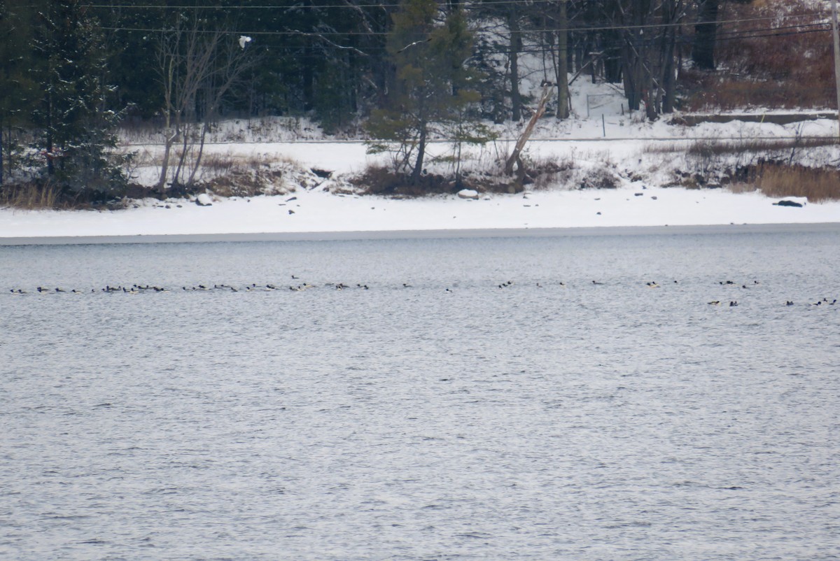 川秋沙 - ML646367937