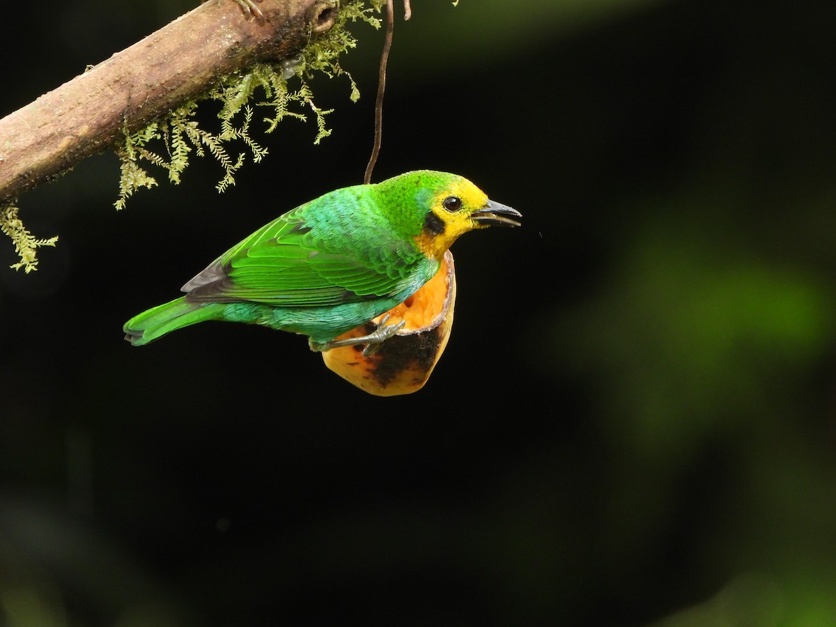 Multicolored Tanager - ML646367938
