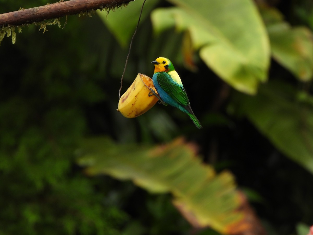 Multicolored Tanager - ML646367939
