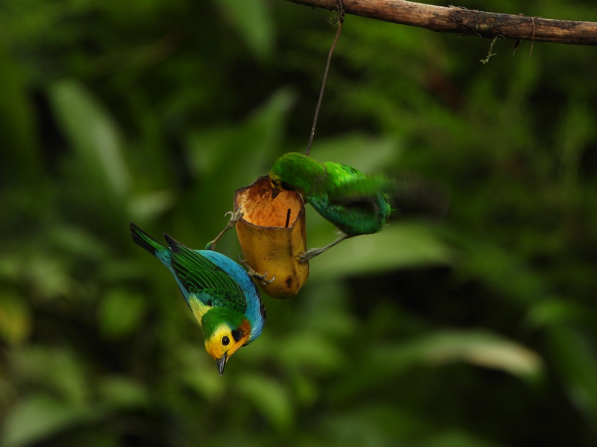 Multicolored Tanager - ML646367940