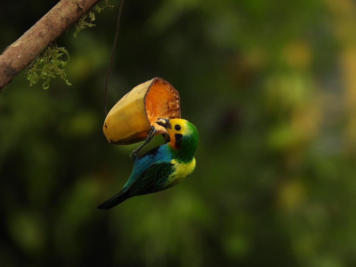 Multicolored Tanager - ML646367941