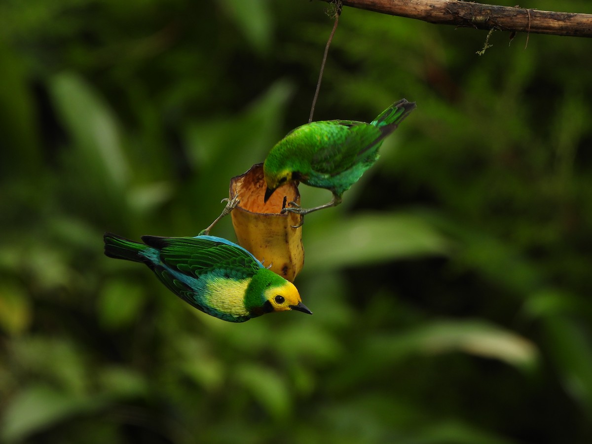 Multicolored Tanager - ML646367942