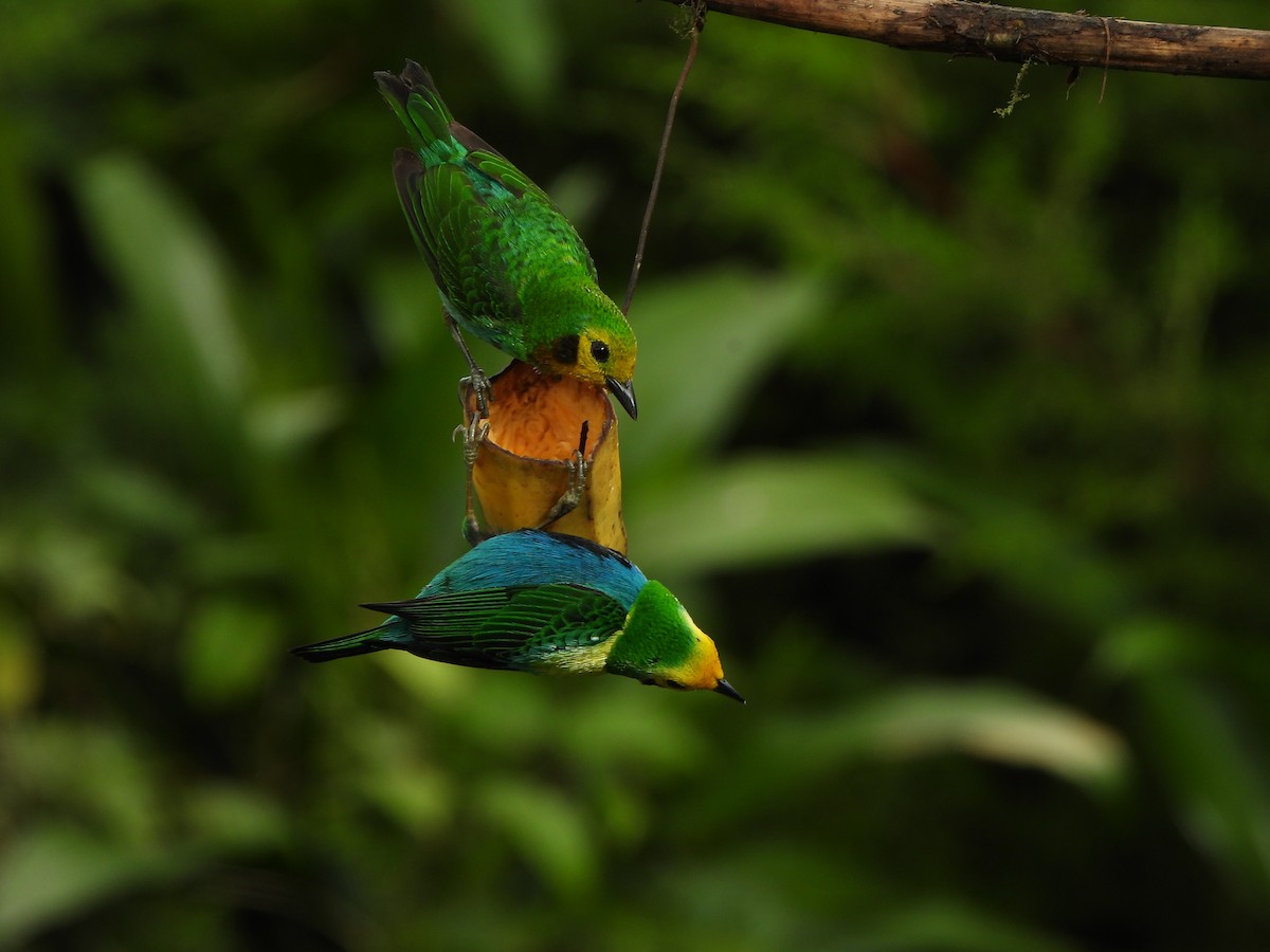 Multicolored Tanager - ML646367943