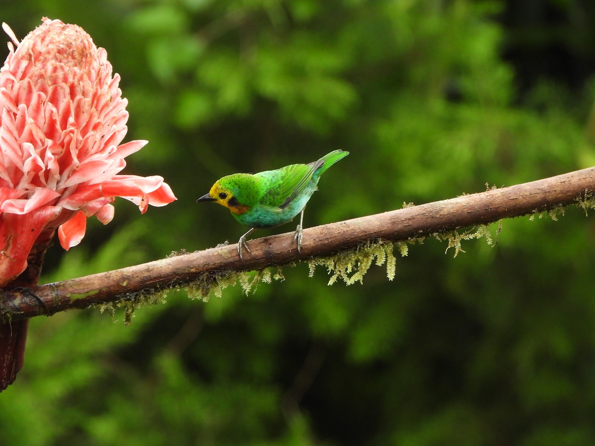 Multicolored Tanager - ML646367944