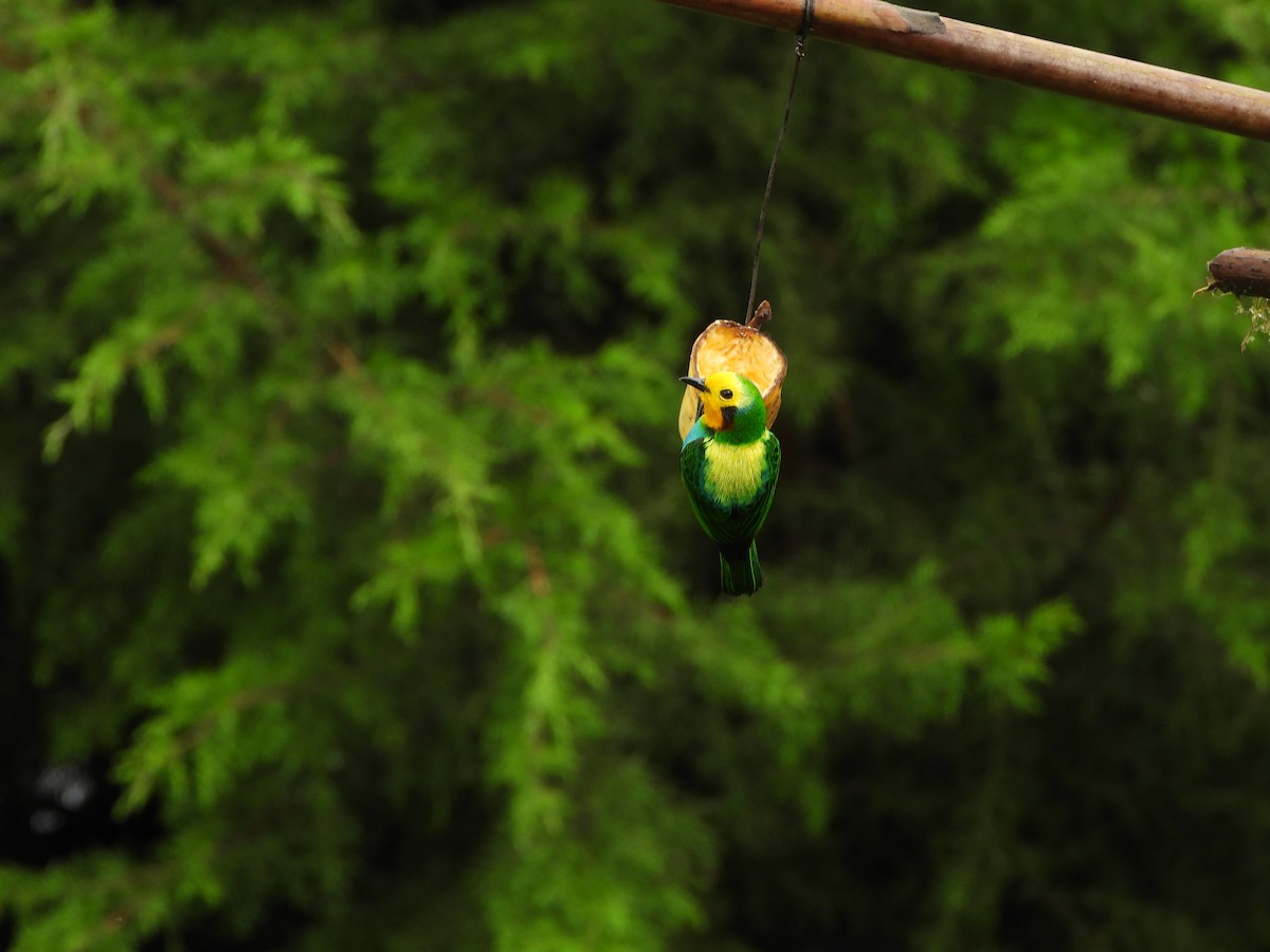 Multicolored Tanager - ML646367945