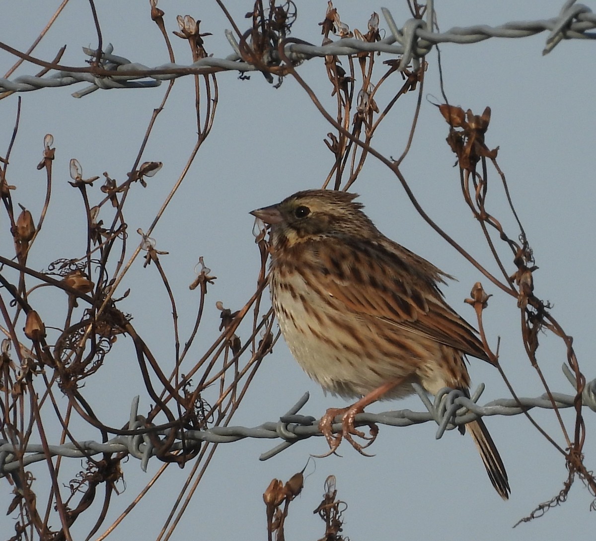 稀樹草鵐 - ML646367947