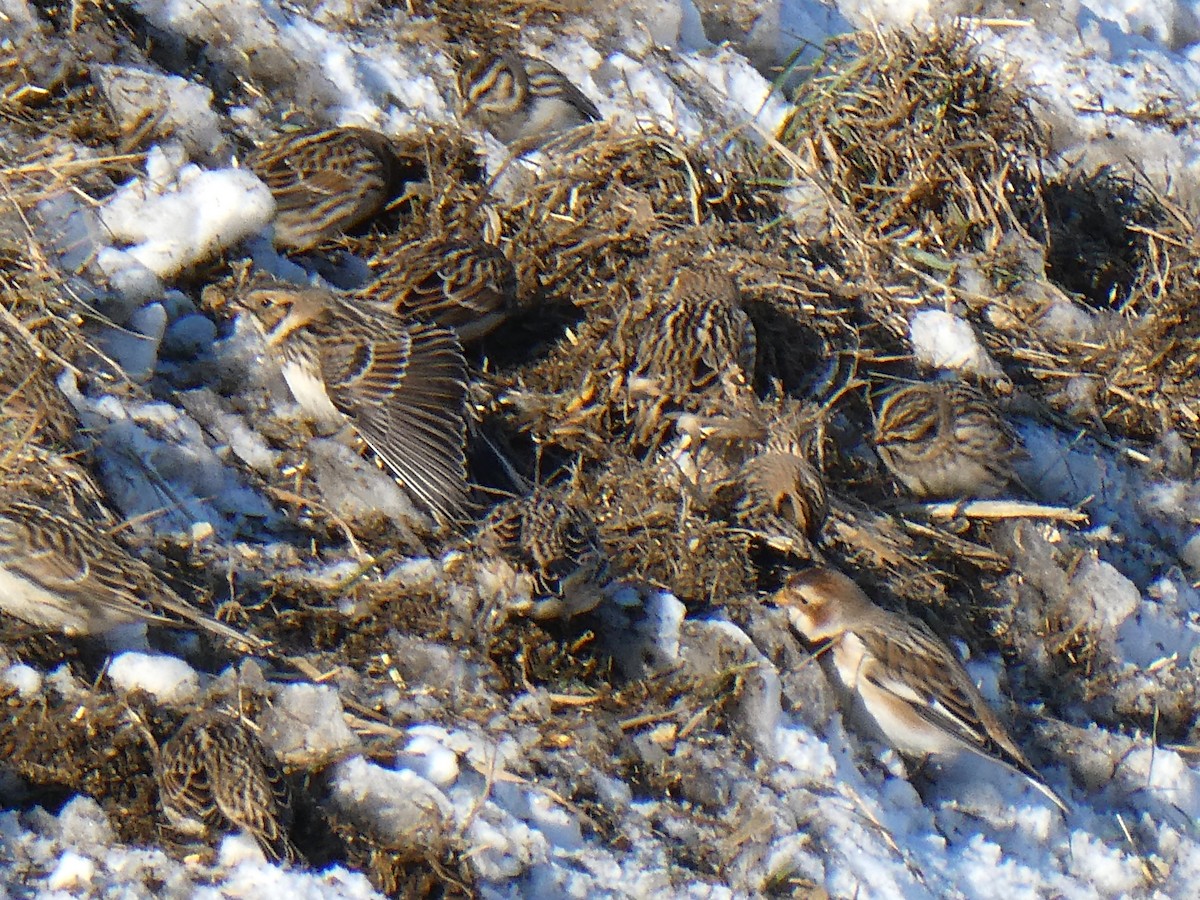 鐵爪鵐 - ML646367948