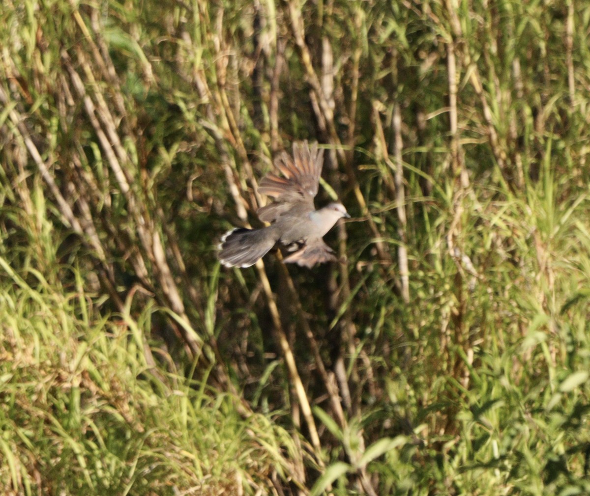 White-tipped Dove - ML646367949