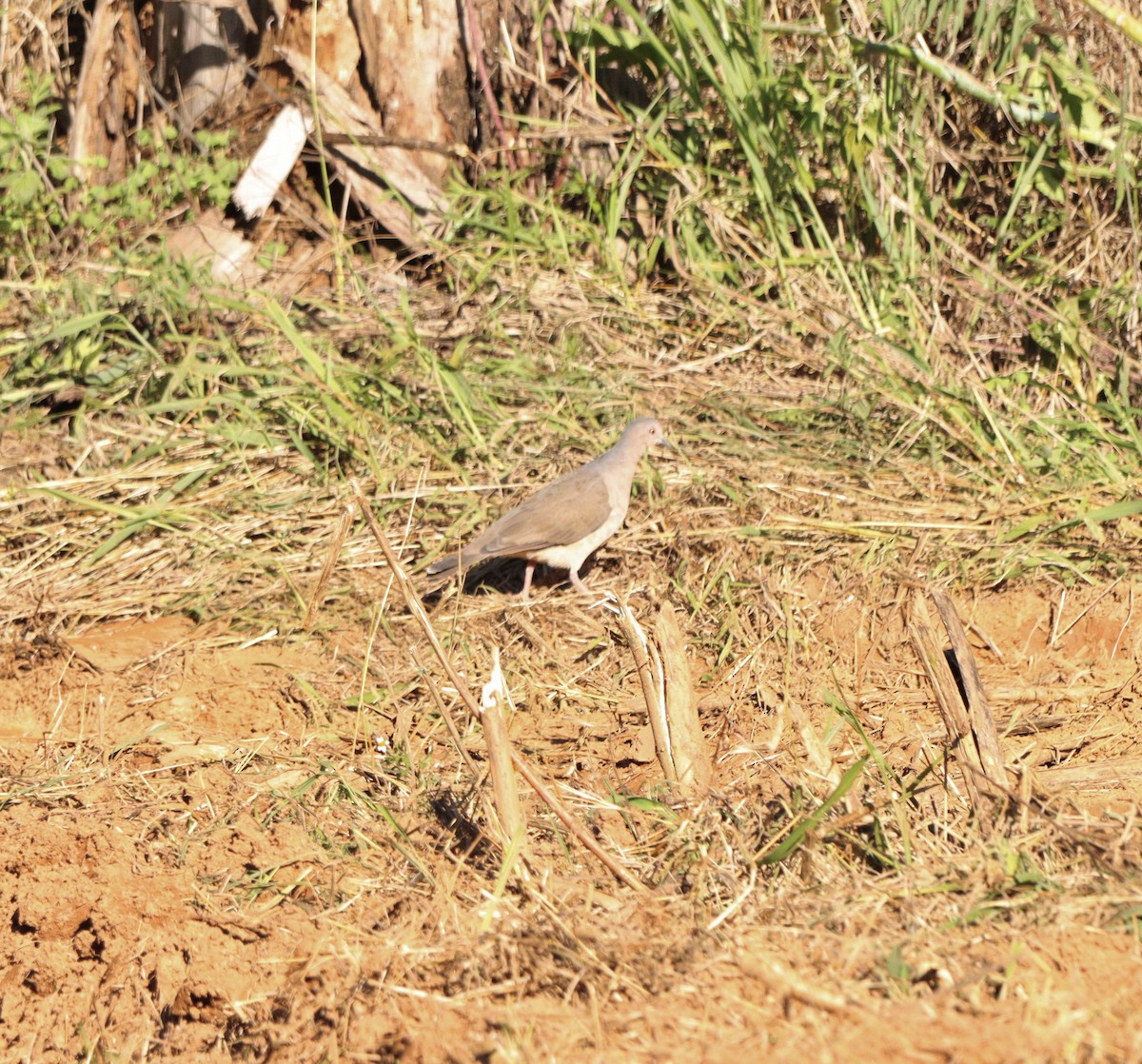 White-tipped Dove - ML646367950