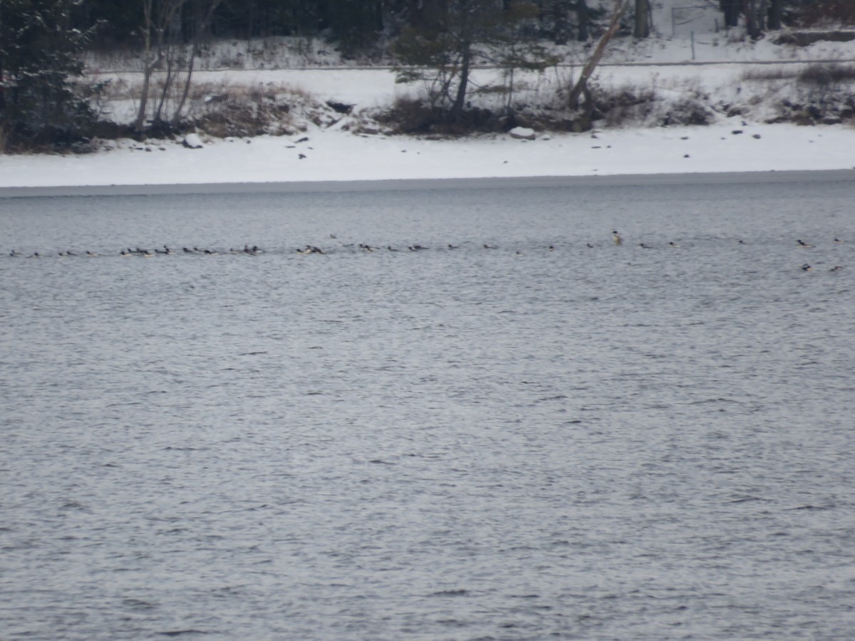 川秋沙 - ML646367951