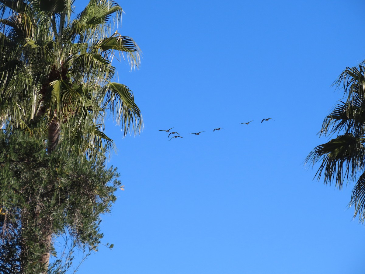 Canada Goose - ML646367952