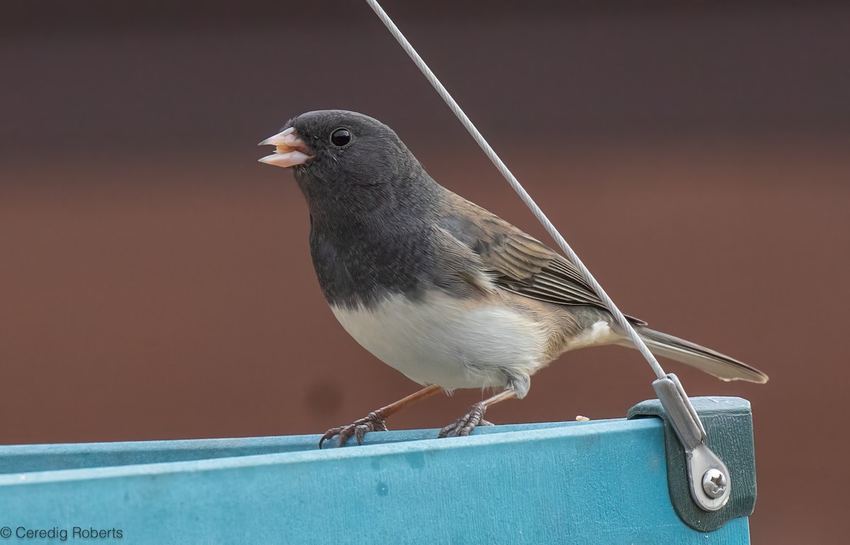 Dark-eyed Junco - ML646367953