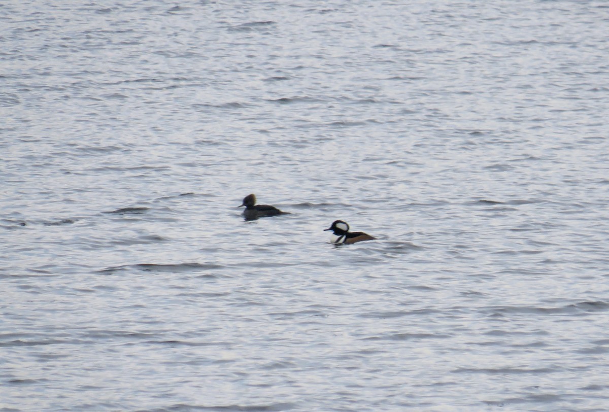 Hooded Merganser - ML646367955