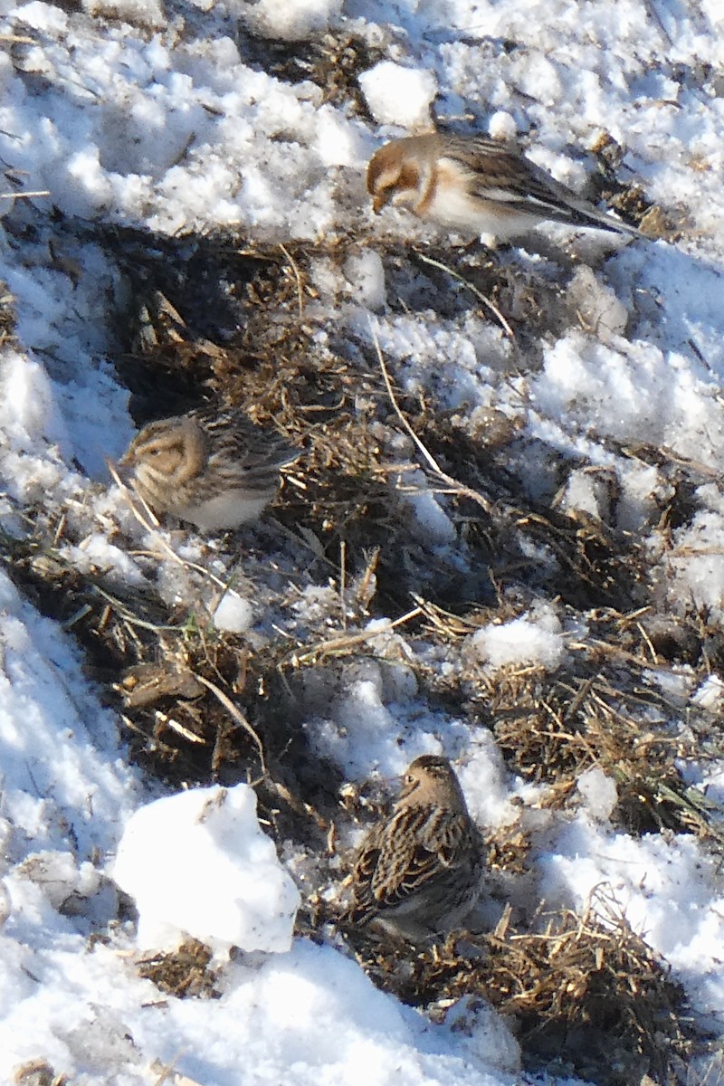 雪鵐 - ML646367956