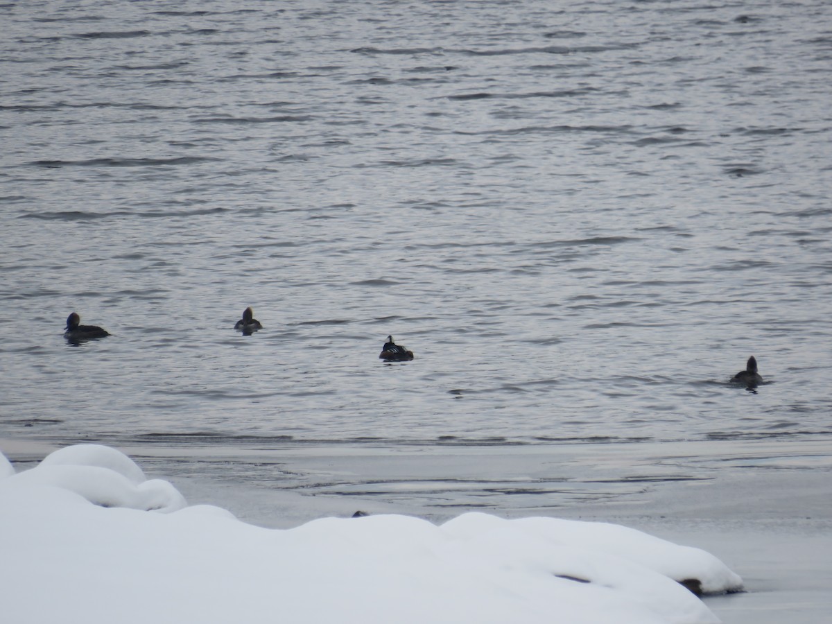 Hooded Merganser - ML646367957