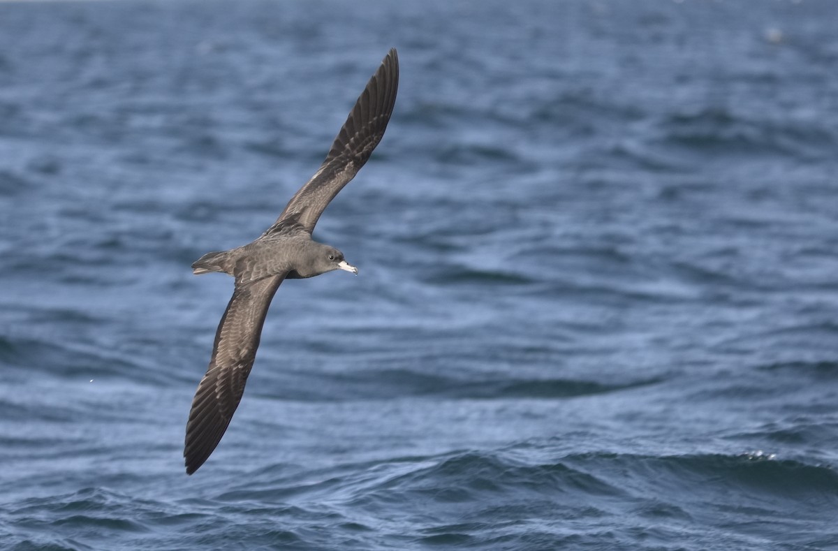 アカアシミズナギドリ - ML646367965